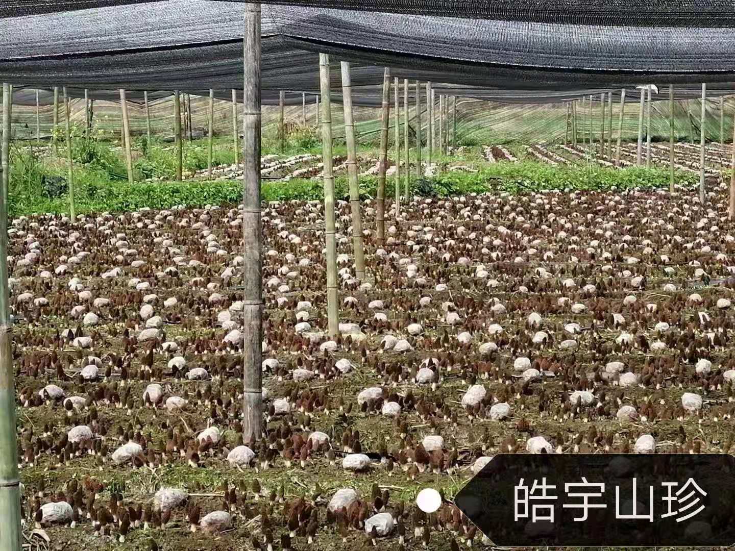 &#66;&#20307;&#32946;&#65288;&#66;&#83;&#112;&#111;&#114;&#116;&#115;&#65289;&#23448;&#26041;&#32593;&#31449;