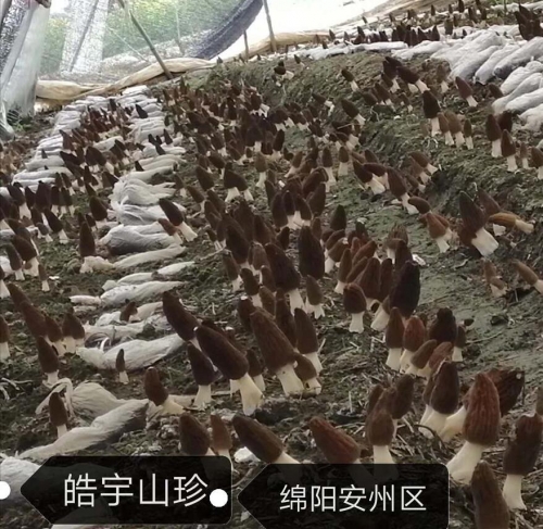 &#66;&#20307;&#32946;&#65288;&#66;&#83;&#112;&#111;&#114;&#116;&#115;&#65289;&#23448;&#26041;&#32593;&#31449;
