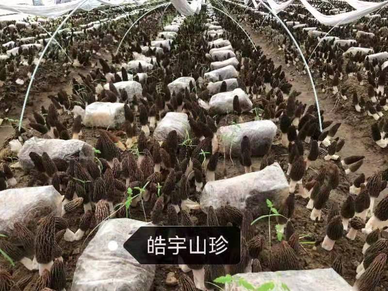 &#66;&#20307;&#32946;&#65288;&#66;&#83;&#112;&#111;&#114;&#116;&#115;&#65289;&#23448;&#26041;&#32593;&#31449;